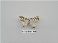 藏品(尺蛾328)的圖片